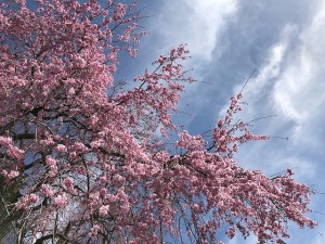 松井桜３